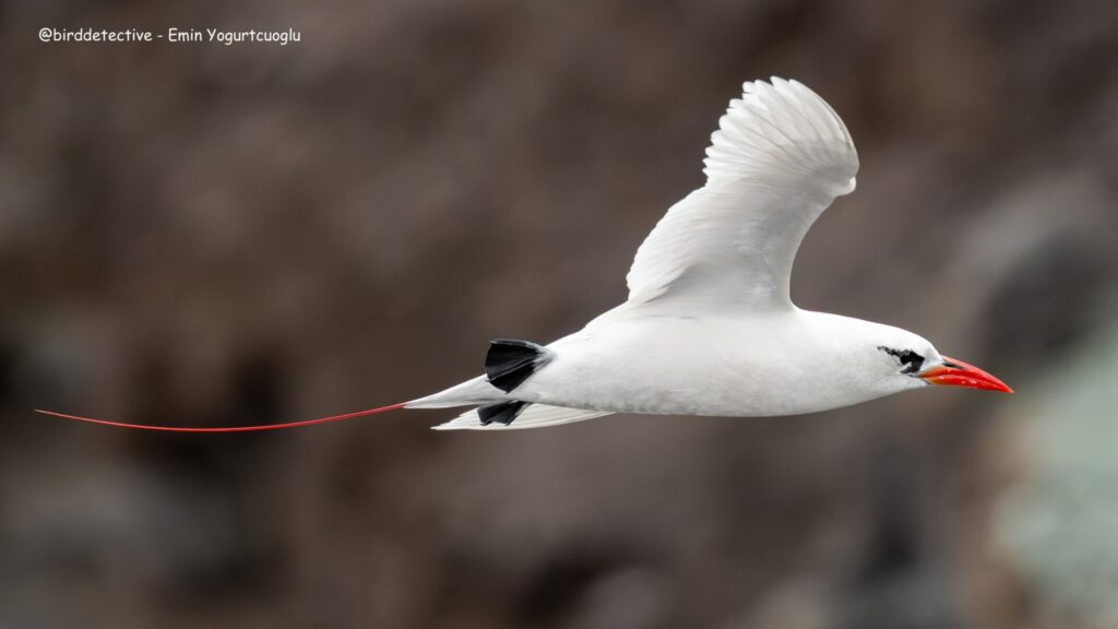 tropic bird