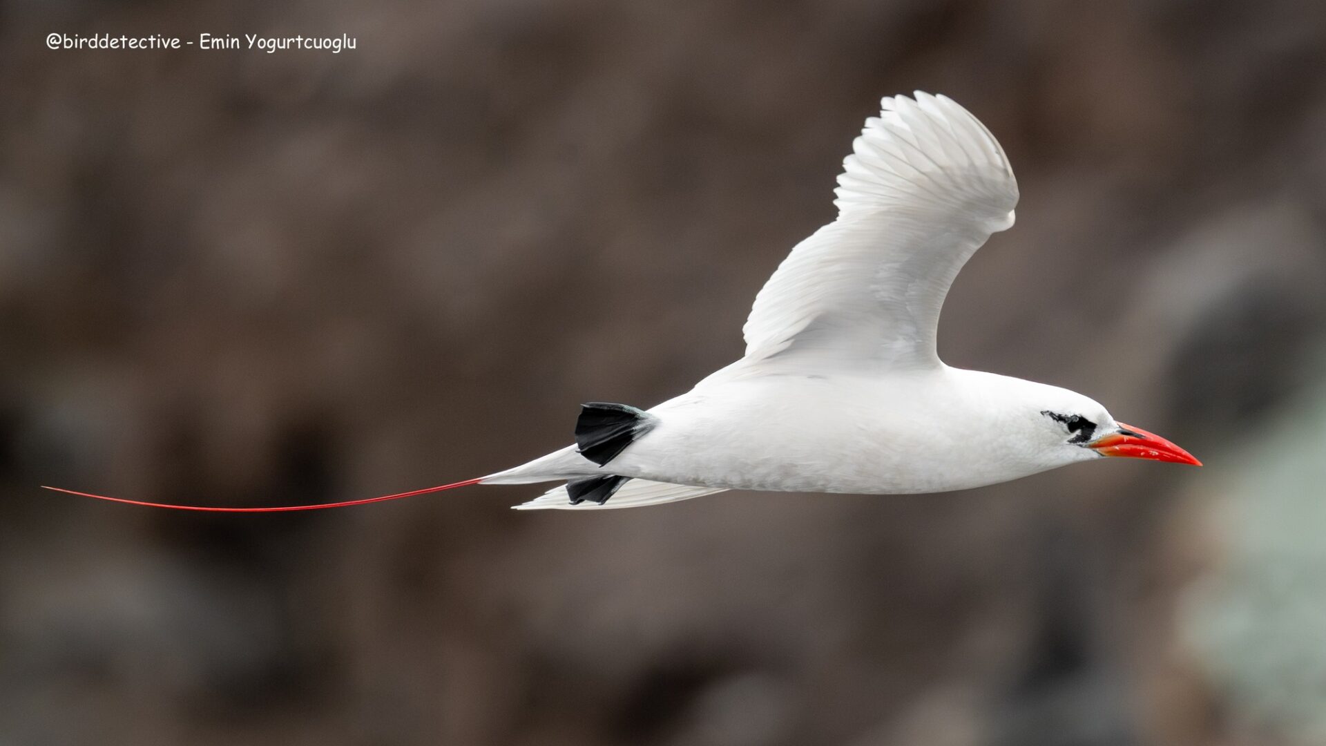 tropic bird